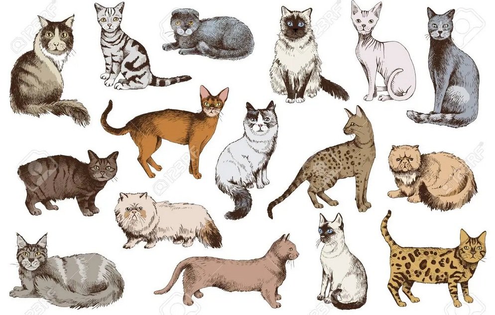 أنواع قطط الهيمالايا