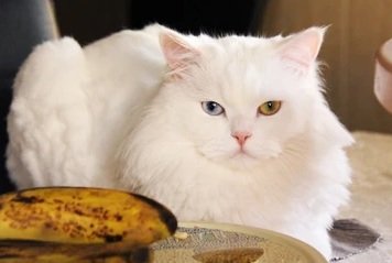 ما هو افضل اكل قطط شيرازي؟ أفضل 10 أطعمة