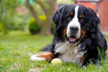 ما هي هرمونات تضخيم الكلاب؟ وما هي اثارها الجانبية؟