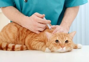 اضرار عدم تطعيم القطط