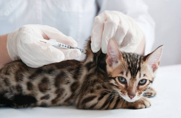 تطعيمات الديدان للقطط