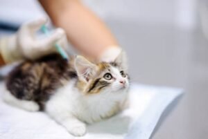 تطعيمات القطط وأسعارها