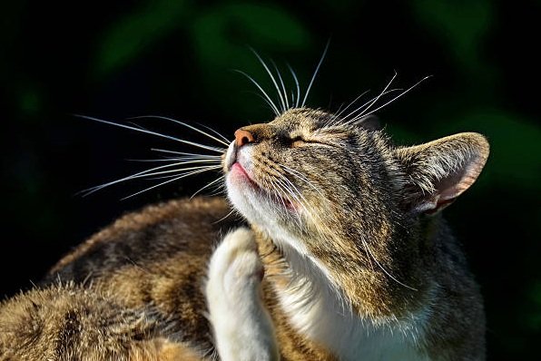 دليل شامل لعلاج براغيث القطط و الوقاية منه + افضل 5 حلول
