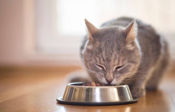 ماذا تأكل القطط الصغيرة من طعام المنزل؟ افضل 10 اطعمة صحية