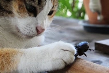 هل تنتقل حشرات القطط الإنسان