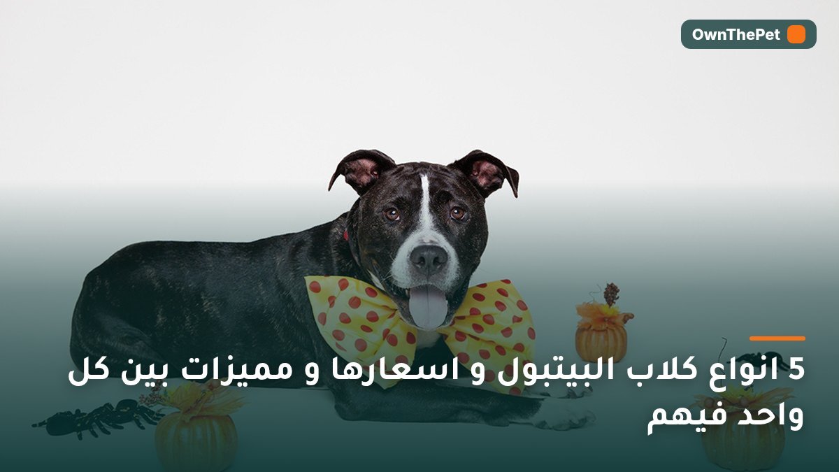 5 انواع كلاب البيتبول و اسعارها و مميزات بين كل واحد فيهم