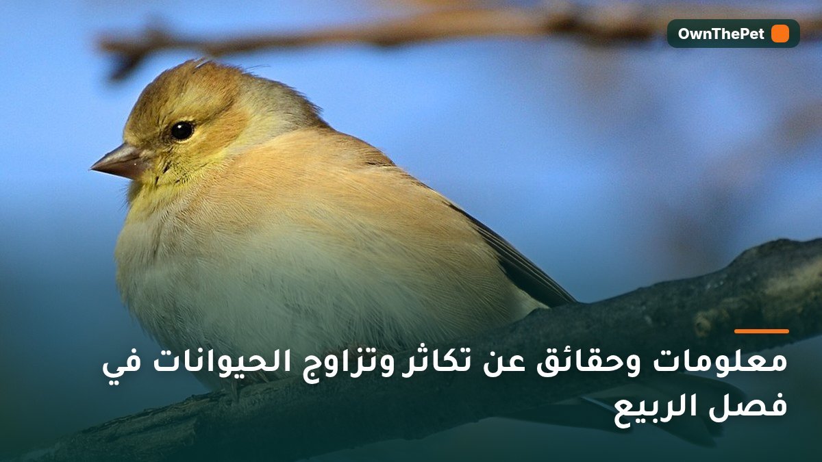 معلومات وحقائق عن تكاثر وتزاوج الحيوانات في فصل الربيع