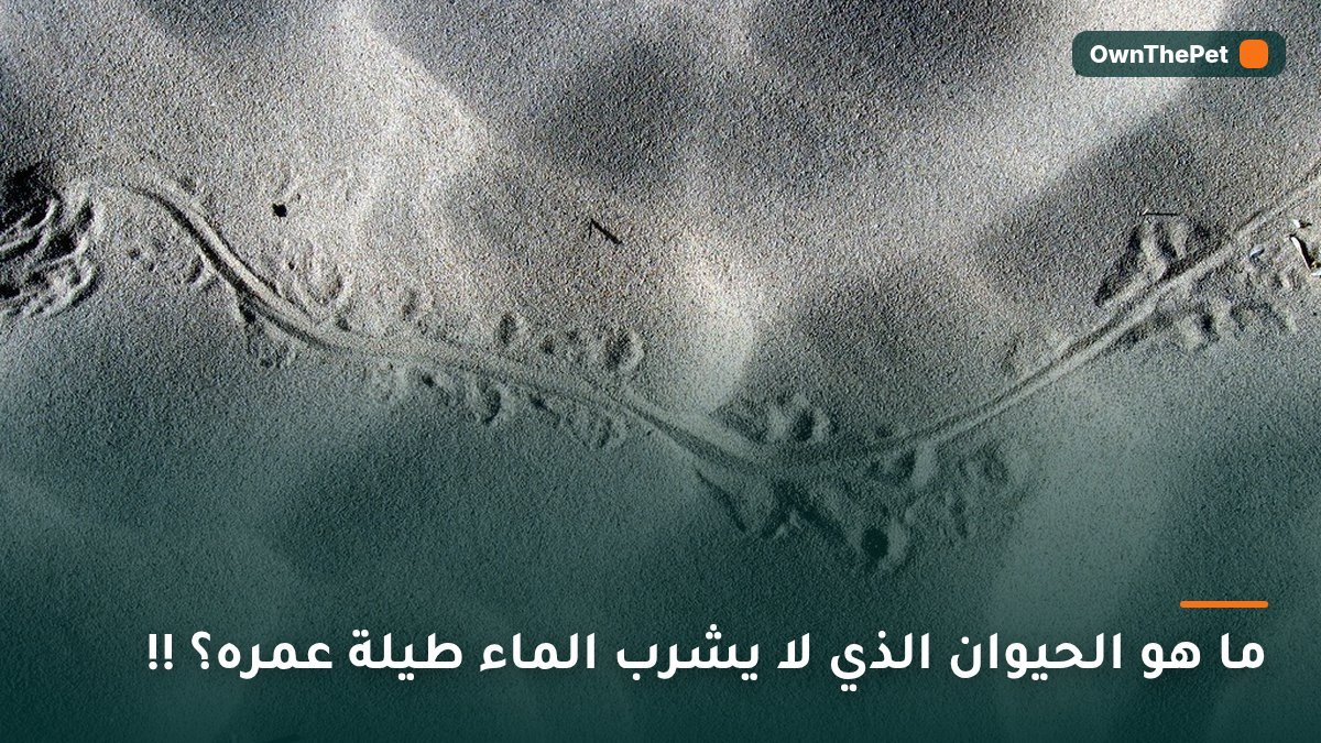 ما هو الحيوان الذي لا يشرب الماء طيلة عمره؟ !!