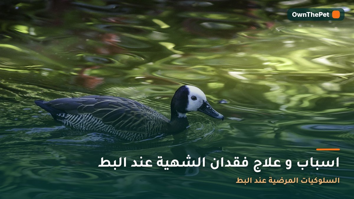 اسباب و علاج فقدان الشهية عند البط: السلوكيات المرضية عند البط