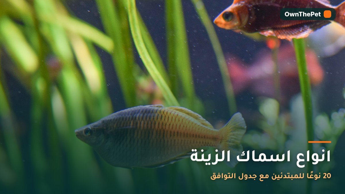 انواع اسماك الزينة: 20 نوعًا للمبتدئين مع جدول التوافق