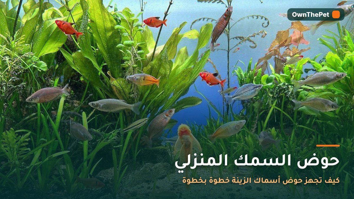 حوض السمك المنزلي: كيف تجهز حوض أسماك الزينة خطوة بخطوة