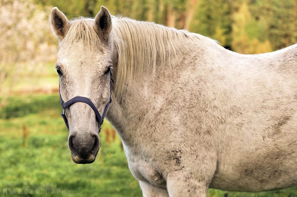 الخيل العربي الأصيل: الأنواع والألوان والأسعار والرعاية