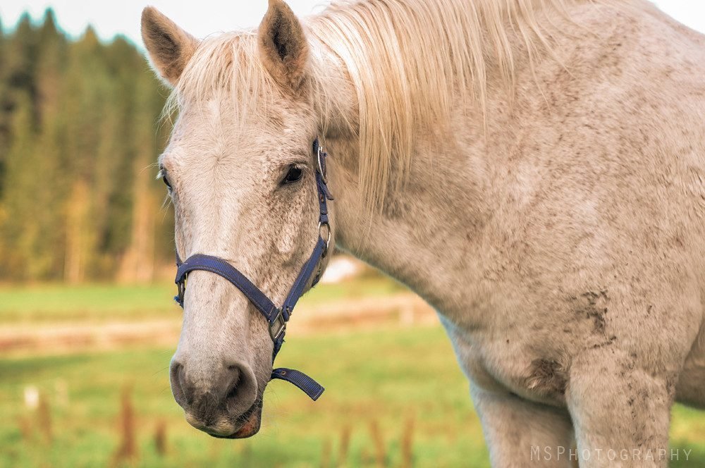 الخيل العربي الأصيل: الأنواع والألوان والأسعار والرعاية