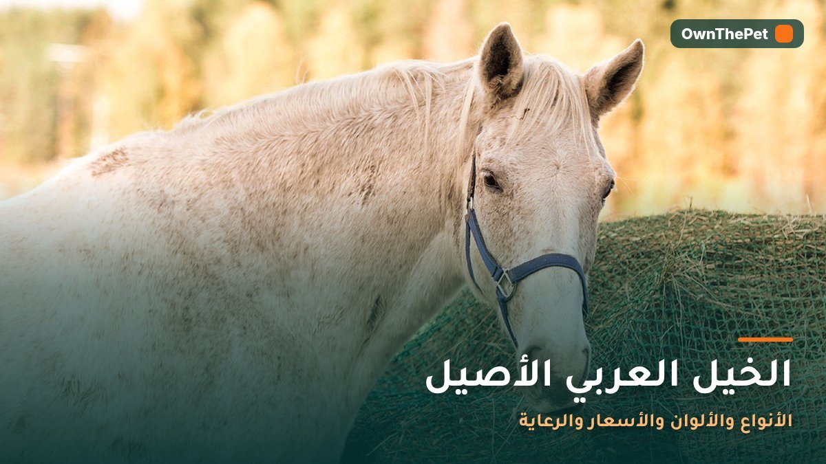 الخيل العربي الأصيل: الأنواع والألوان والأسعار والرعاية
