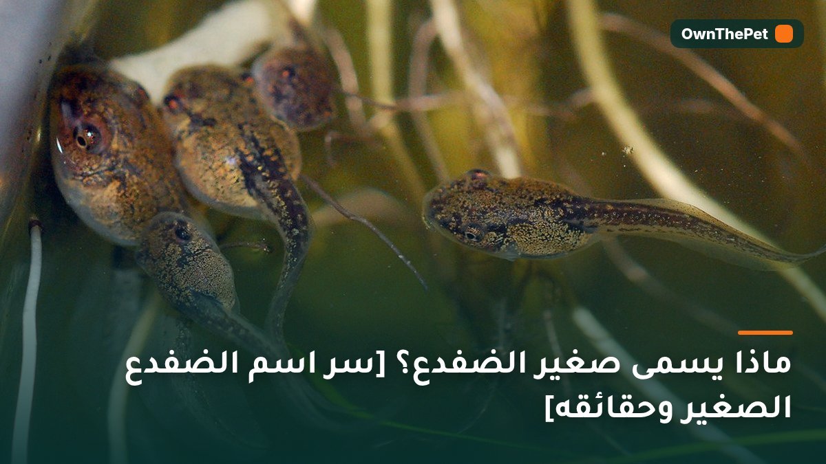 ماذا يسمى صغير الضفدع؟ [سر اسم الضفدع الصغير وحقائقه]