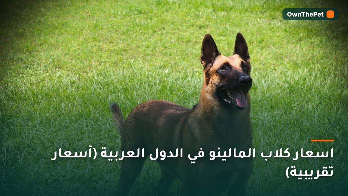 اسعار كلاب المالينو في الدول العربية (أسعار تقريبية)