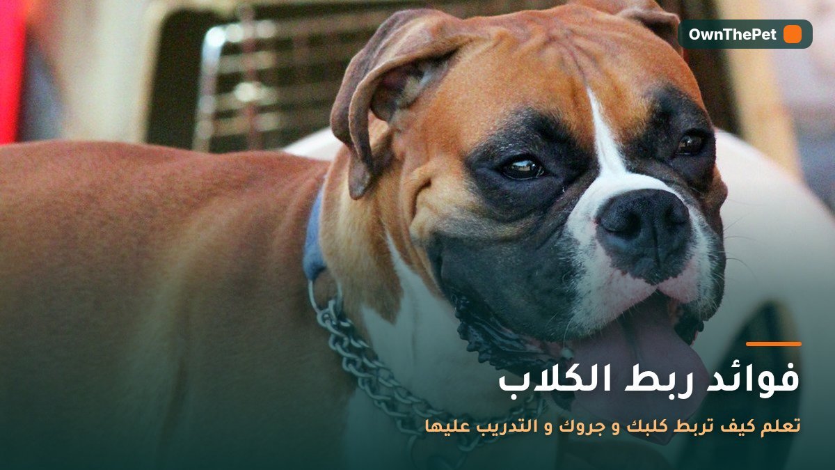 فوائد ربط الكلاب: تعلم كيف تربط كلبك و جروك و التدريب عليها