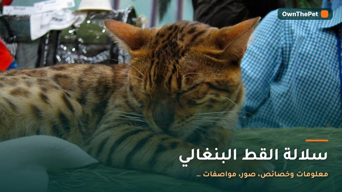 سلالة القط البنغالي: معلومات وخصائص، صور، مواصفات …