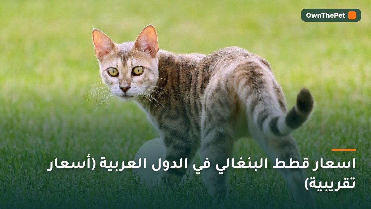 اسعار قطط البنغالي في الدول العربية (أسعار تقريبية)