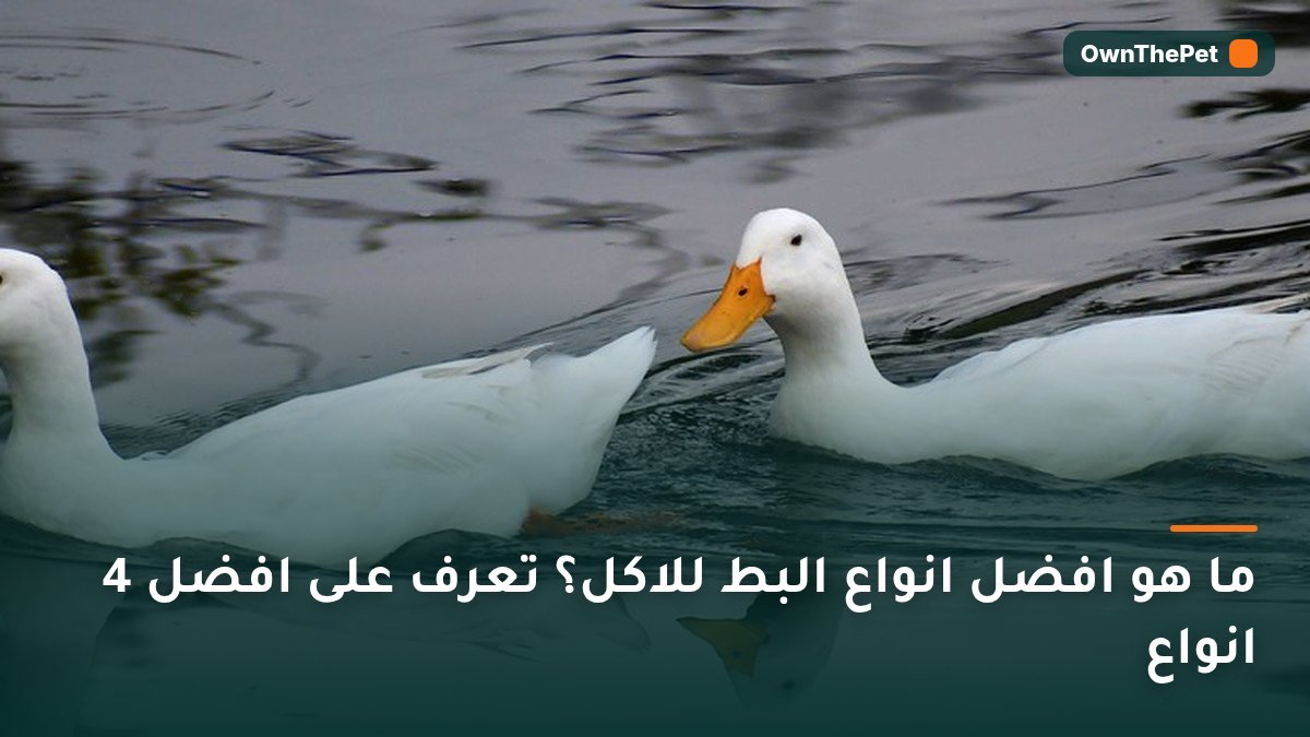 ما هو افضل انواع البط للاكل؟ تعرف على افضل 4 انواع