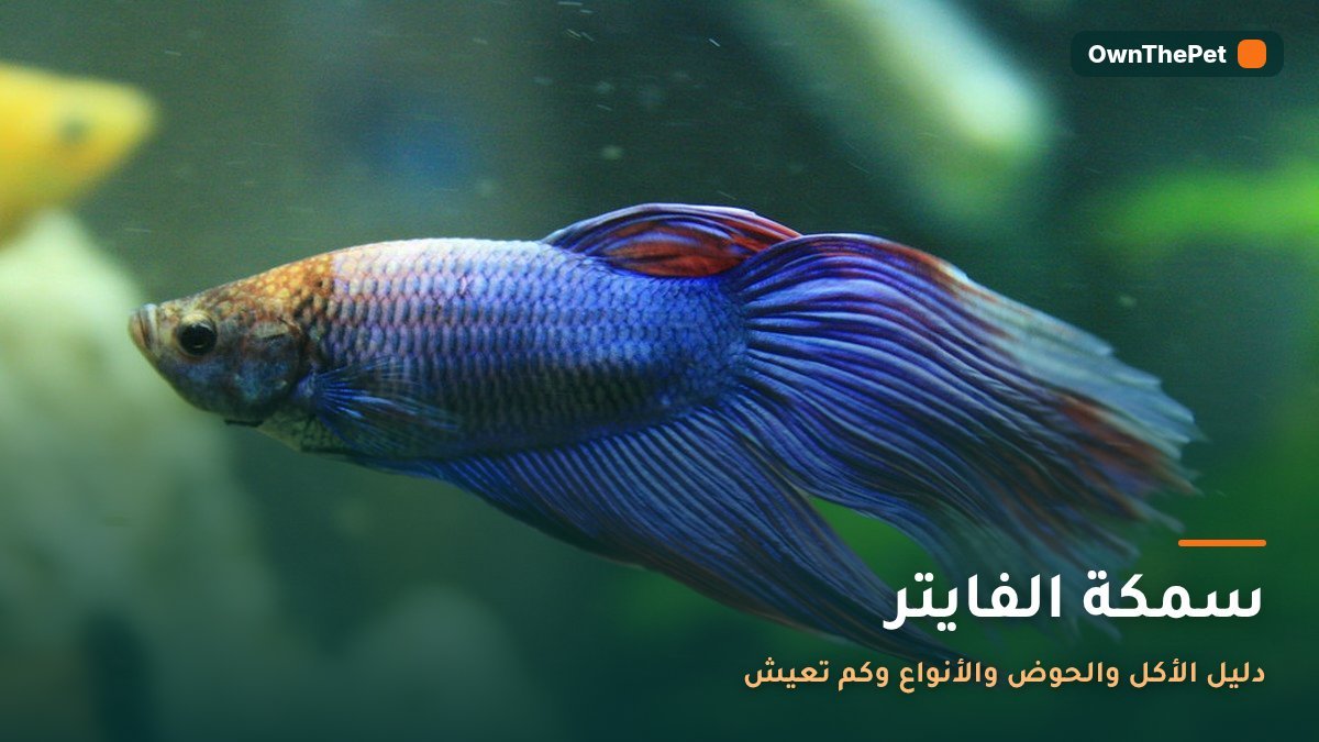 سمكة الفايتر: دليل الأكل والحوض والأنواع وكم تعيش