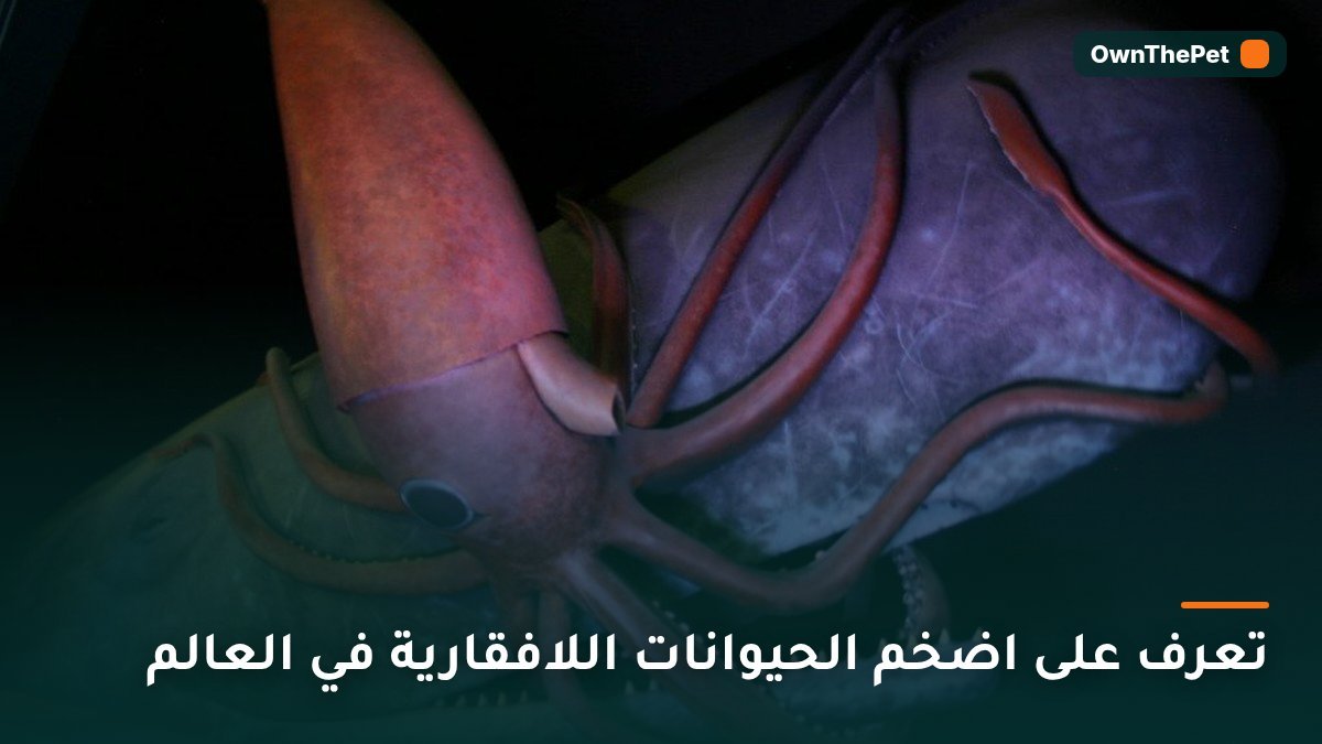 تعرف على اضخم الحيوانات اللافقارية في العالم
