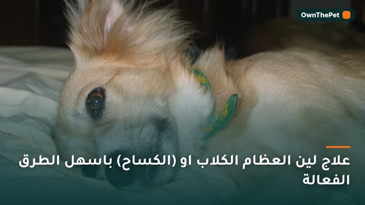 علاج لين العظام الكلاب او (الكساح) باسهل الطرق الفعالة