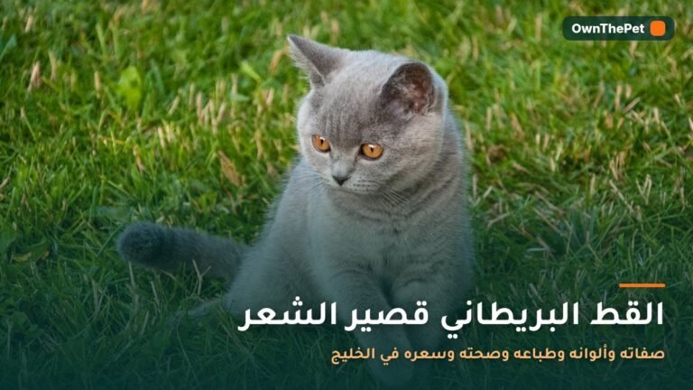 قط بريطاني قصير الشعر بلون أزرق رمادي وعيون نحاسية