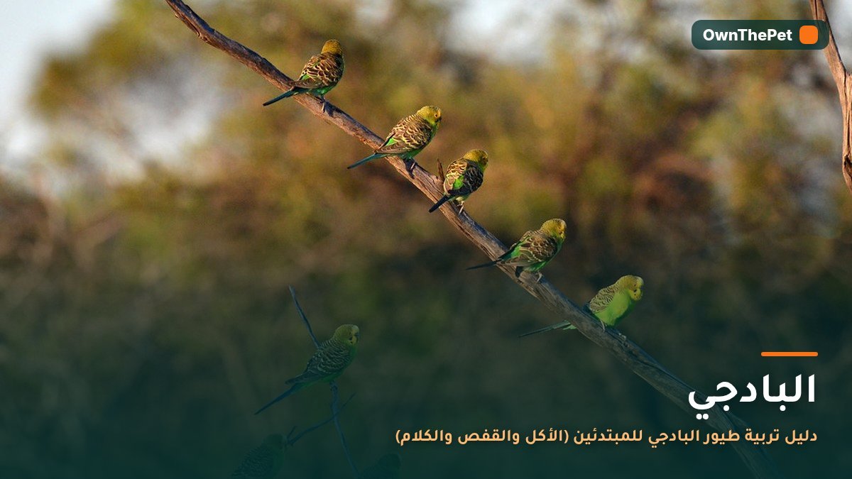 البادجي: دليل تربية طيور البادجي للمبتدئين (الأكل والقفص والكلام)