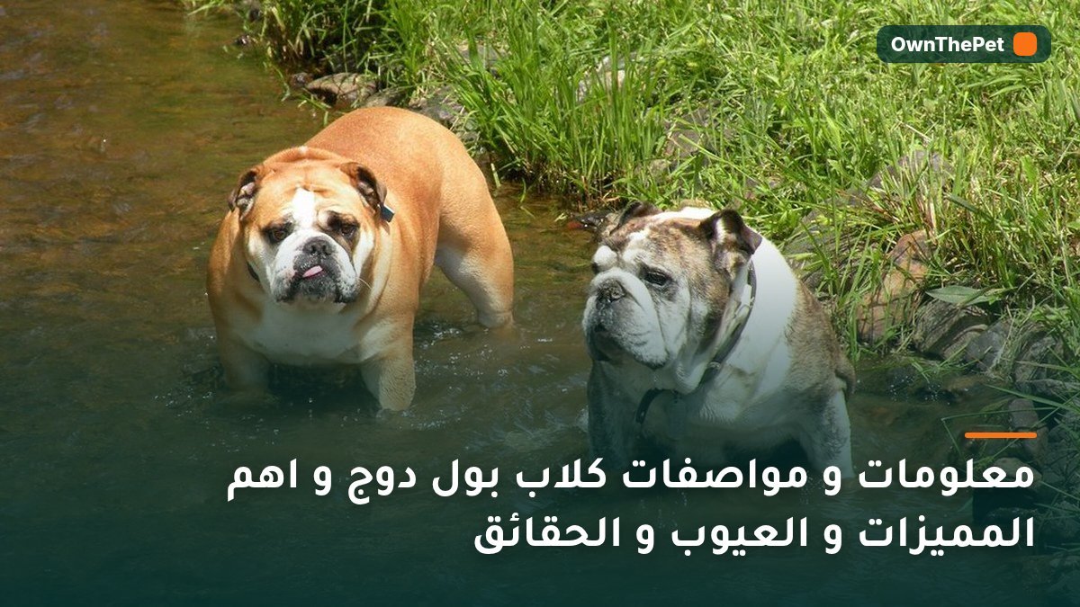 معلومات و مواصفات كلاب بول دوج و اهم المميزات و العيوب و الحقائق