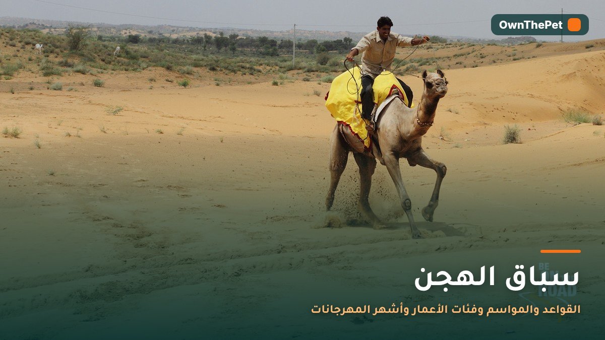 سباق الهجن: القواعد والمواسم وفئات الأعمار وأشهر المهرجانات