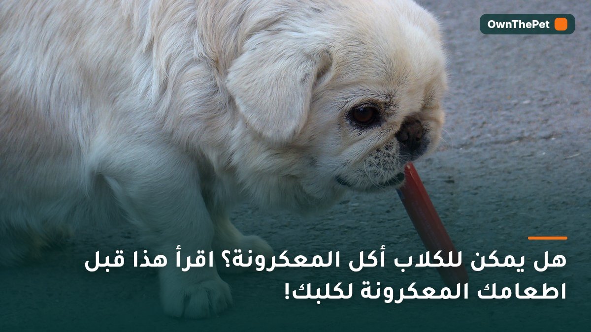 هل يمكن للكلاب أكل المعكرونة؟ اقرأ هذا قبل اطعامك المعكرونة لكلبك!