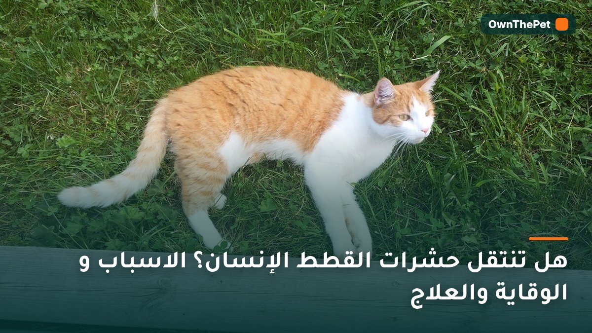 هل تنتقل حشرات القطط الإنسان؟ الاسباب و الوقاية والعلاج