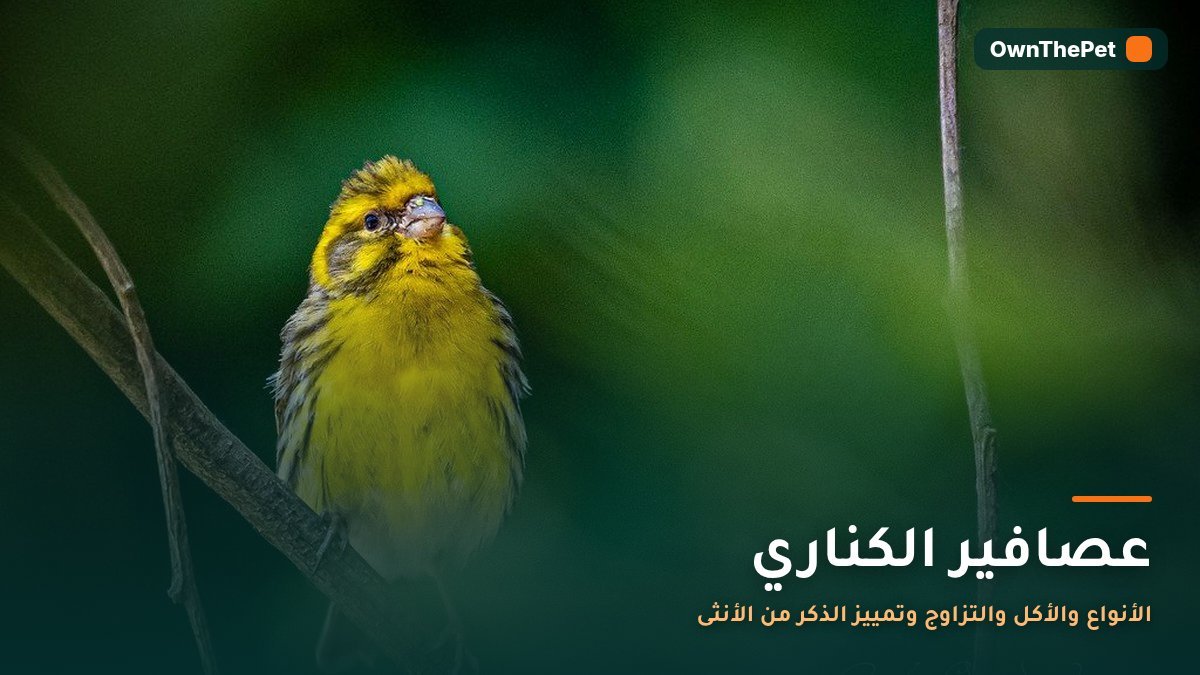 عصافير الكناري: الأنواع والأكل والتزاوج وتمييز الذكر من الأنثى