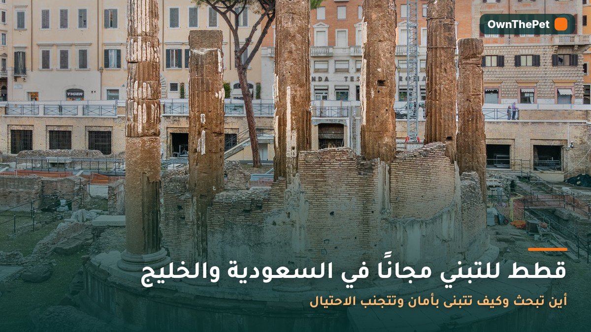 قطة صغيرة في ملجأ حيوانات تنظر من خلف باب القفص