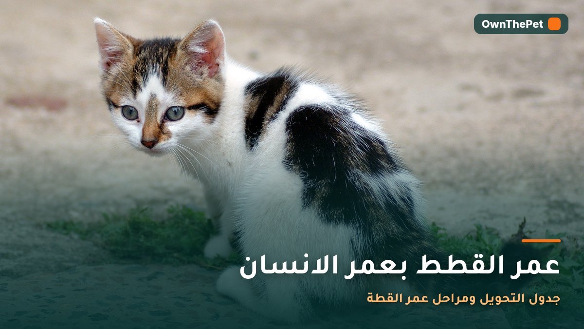 عمر القطط بعمر الانسان: جدول التحويل ومراحل عمر القطة