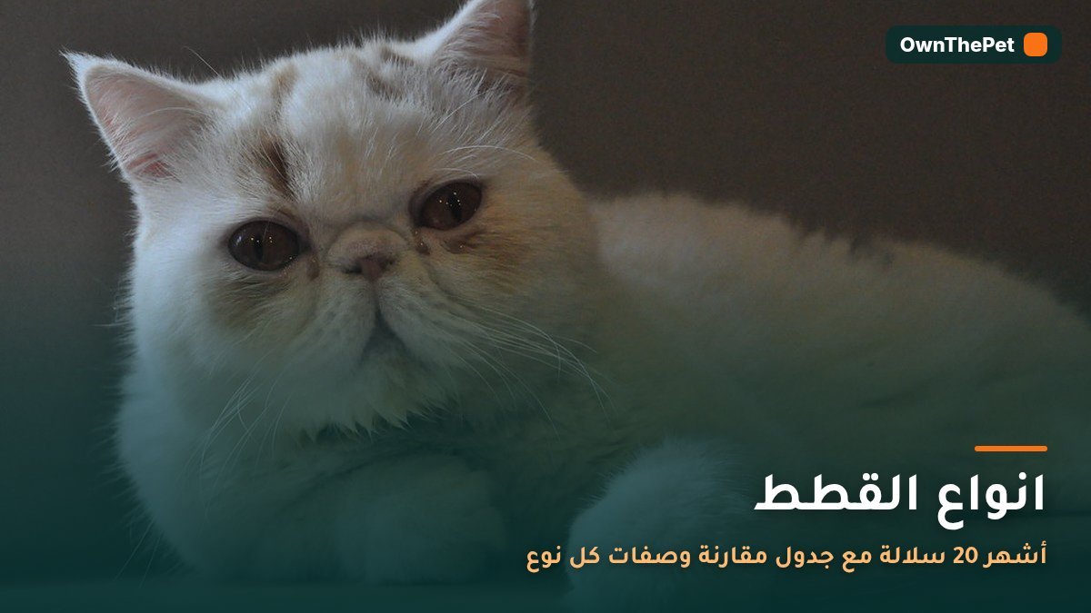 انواع القطط: أشهر 20 سلالة مع جدول مقارنة وصفات كل نوع