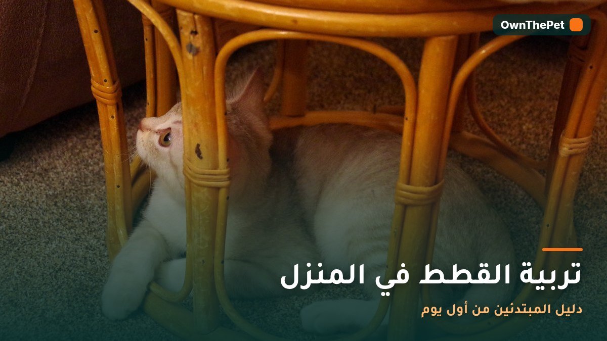 قطة منزلية تسترخي داخل البيت