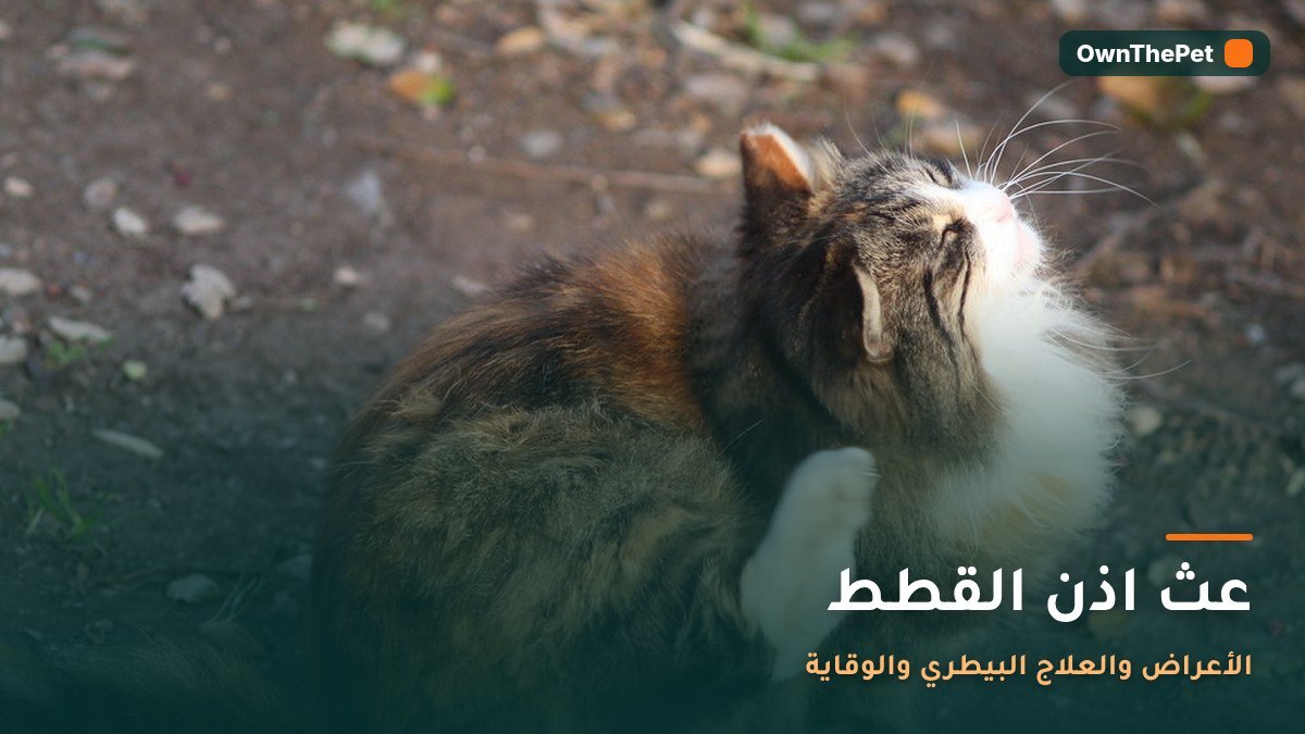 فحص أذن قطة للكشف عن عث الأذن
