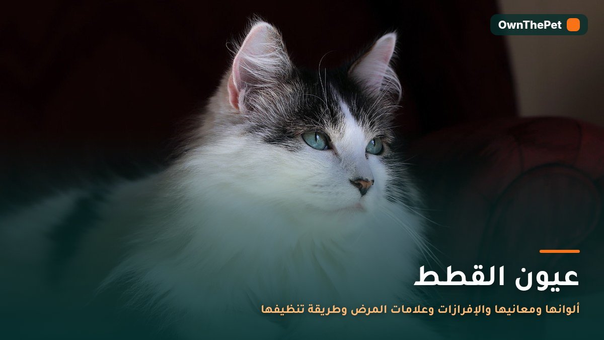 صورة مقربة لعيني قطة خضراوين بحدقة ضيقة