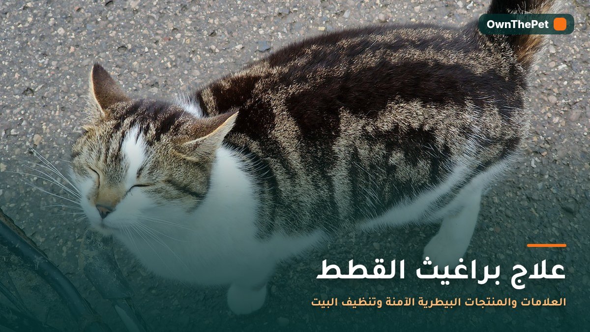 قطة تحك جسمها بسبب البراغيث