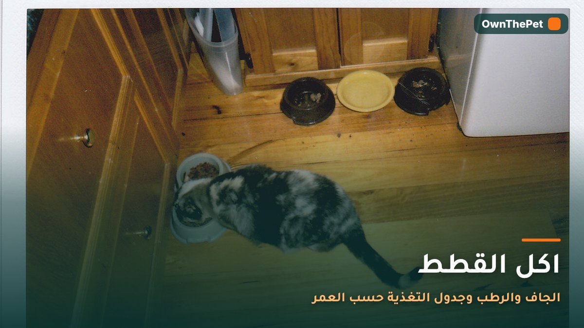 اكل القطط: الجاف والرطب وجدول التغذية حسب العمر