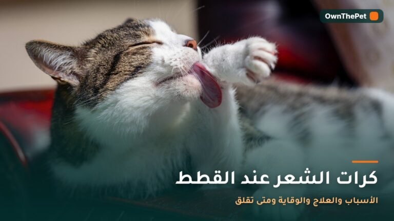 قطة طويلة الشعر تنظف فراءها