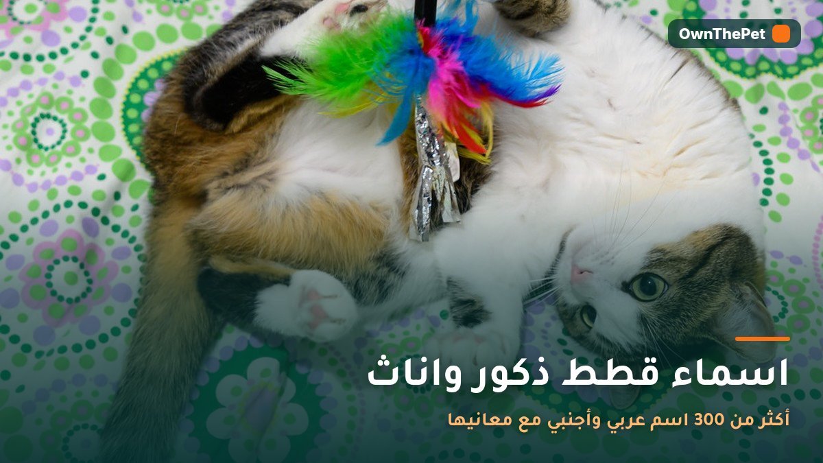 اسماء قطط ذكور واناث: أكثر من 300 اسم عربي وأجنبي مع معانيها
