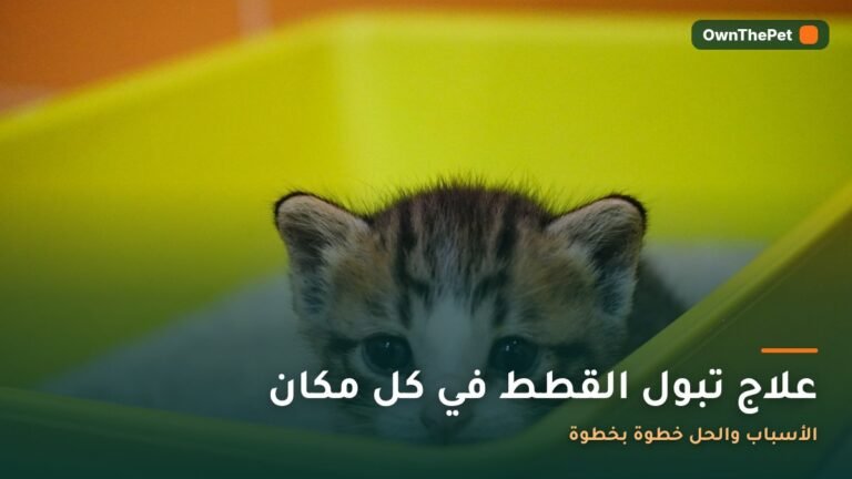 قطة بجانب صندوق الرمل
