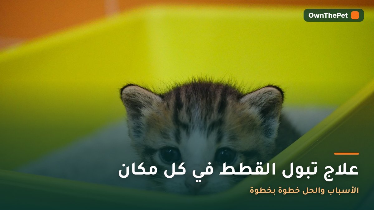 قطة بجانب صندوق الرمل