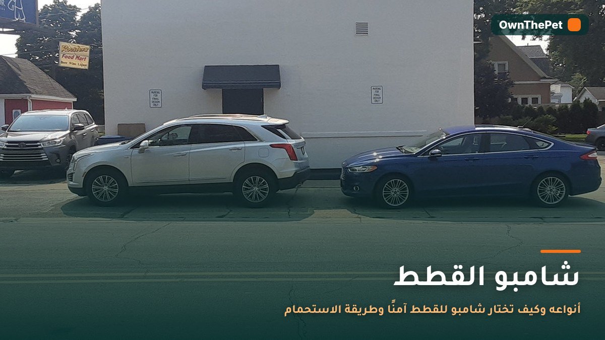 قطة داخل حوض استحمام وعلى فرائها رغوة شامبو