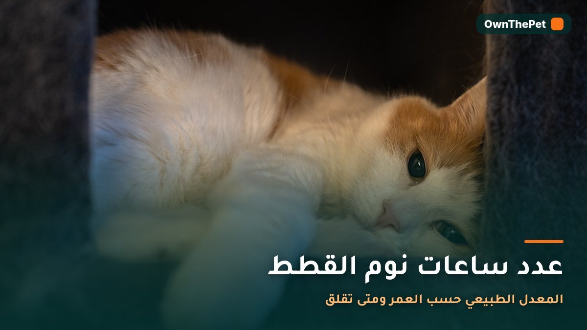 قطة نائمة باسترخاء