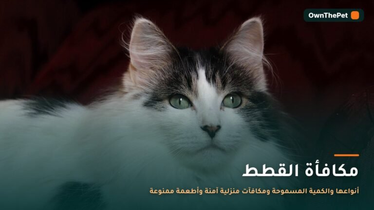 يد تقدم قطعة مكافأة صغيرة لقطة