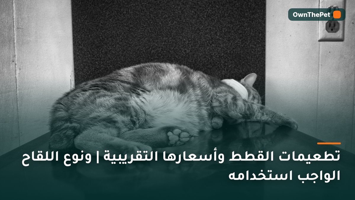 تطعيمات القطط وأسعارها التقريبية | ونوع اللقاح الواجب استخدامه